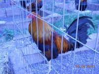 /album/imagenes/imagen-005-jpg/
